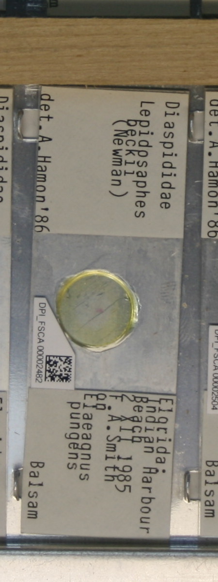 Lepidosaphes beckii thumbnail